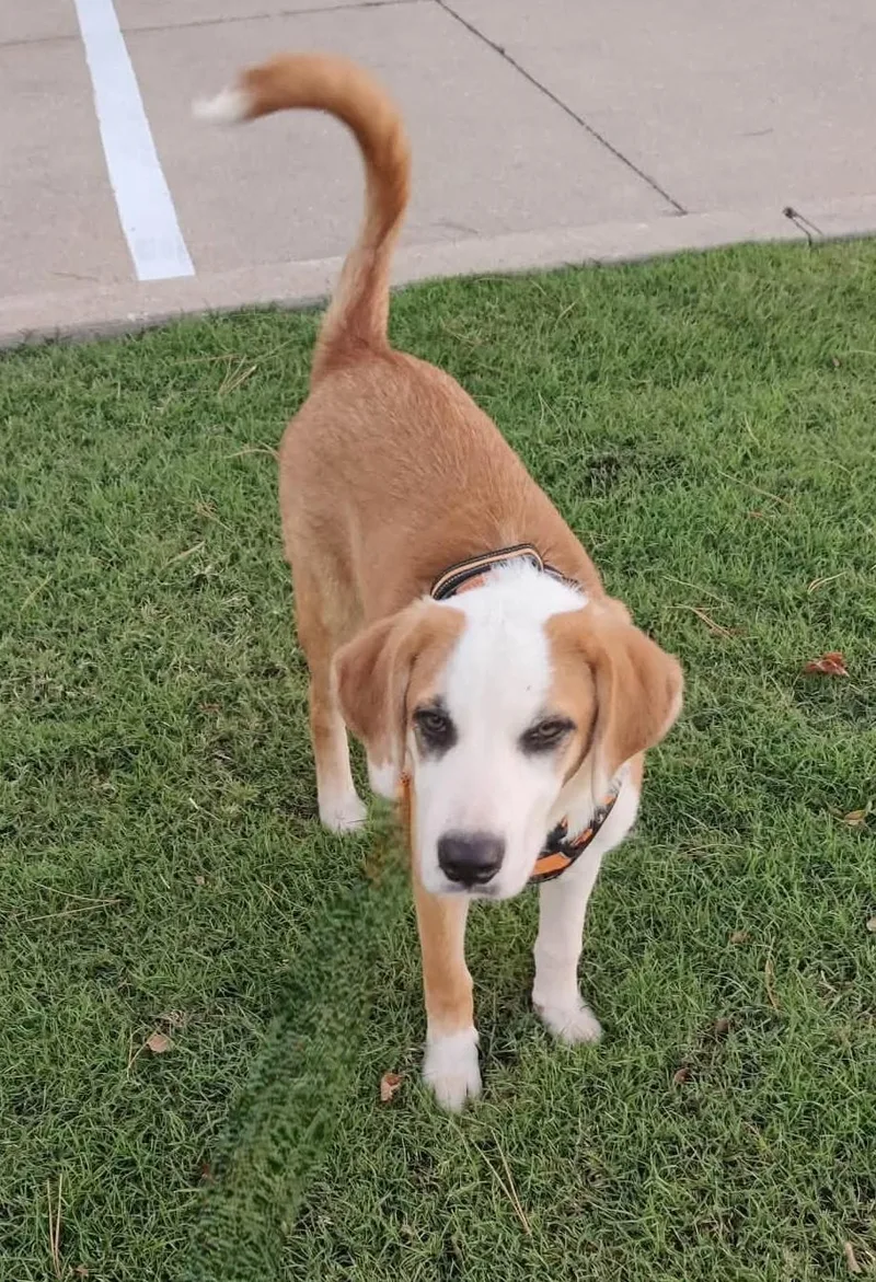 A baby large-sized female Red / Chestnut / Orange Great Pyrenees dog named Adira for adoption in Kiowa, OK