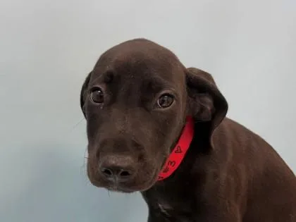 A baby large-sized female Catahoula Leopard Dog dog named Rex for adoption in Woodbury, MN