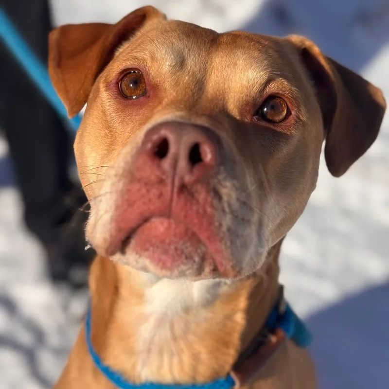 An adult large-sized female Yellow / Tan / Blond / Fawn Pit Bull Terrier dog named Macy for adoption in York, PA