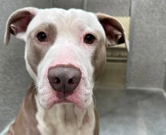 A young medium-sized male Pit Bull Terrier dog named Humphrey for adoption in Santa Rosa, CA