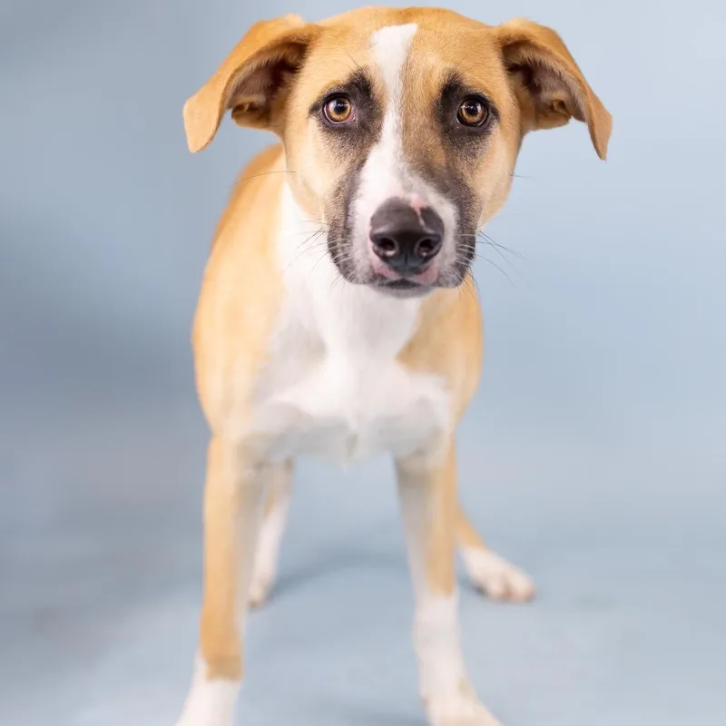 A young medium-sized female Yellow / Tan / Blond / Fawn Mixed Breed dog named Duchess for adoption in Portland, OR