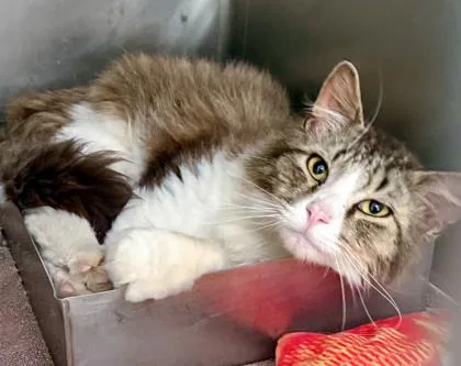 An adult medium-sized male Domestic Medium Hair cat named Speck for adoption in Baraboo, WI
