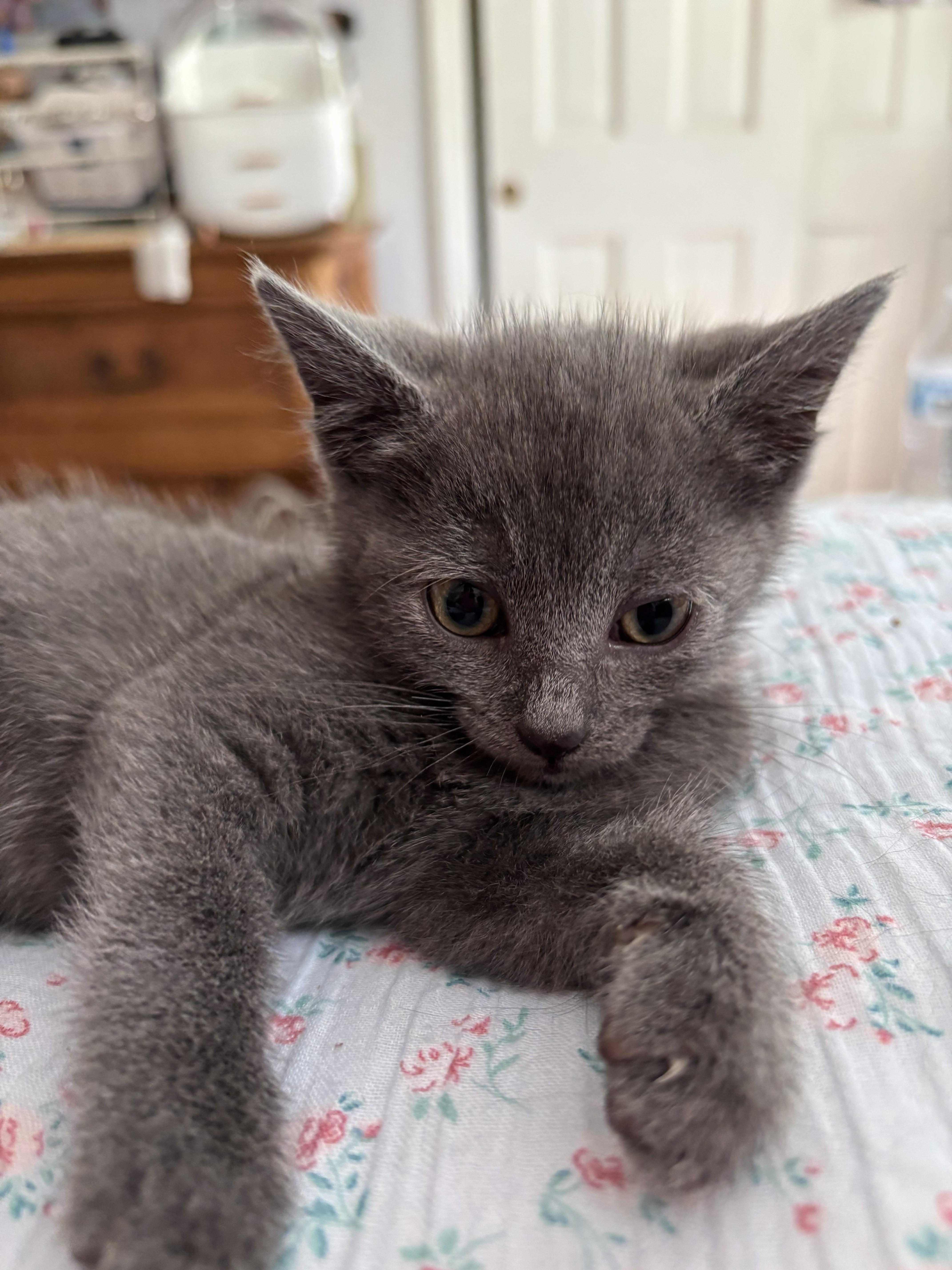 A baby medium-sized male Gray / Blue / Silver Domestic Short Hair cat named Arthemis for adoption in Springfield, MA