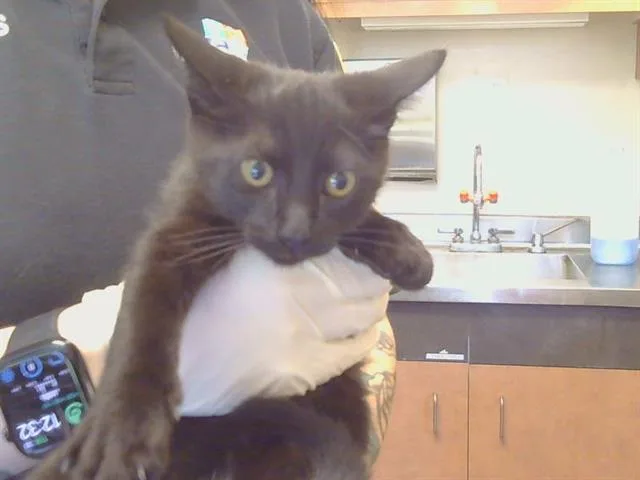 A baby small-sized female Domestic Short Hair cat named Venus for adoption in Sacramento, CA