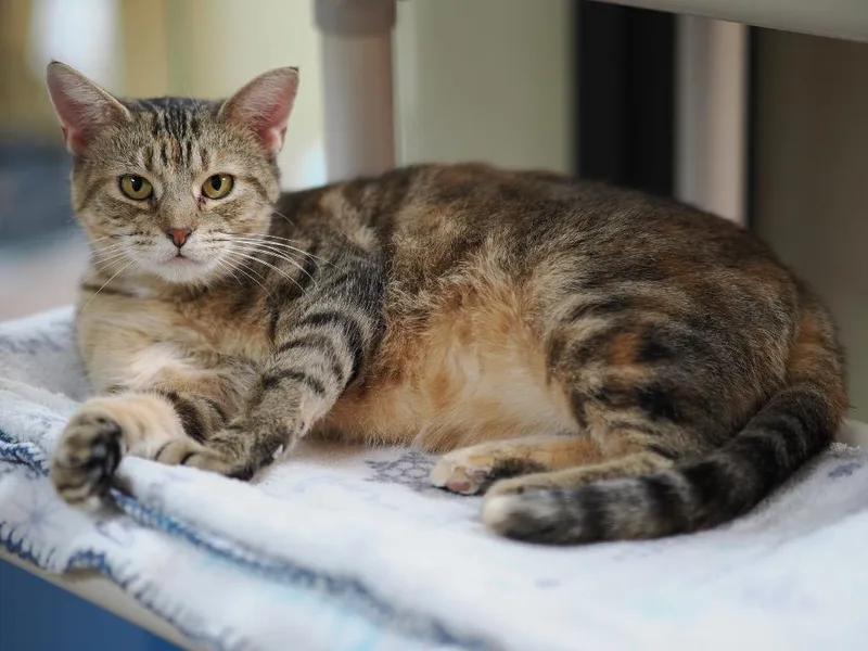 Duma Key thumbnail 3