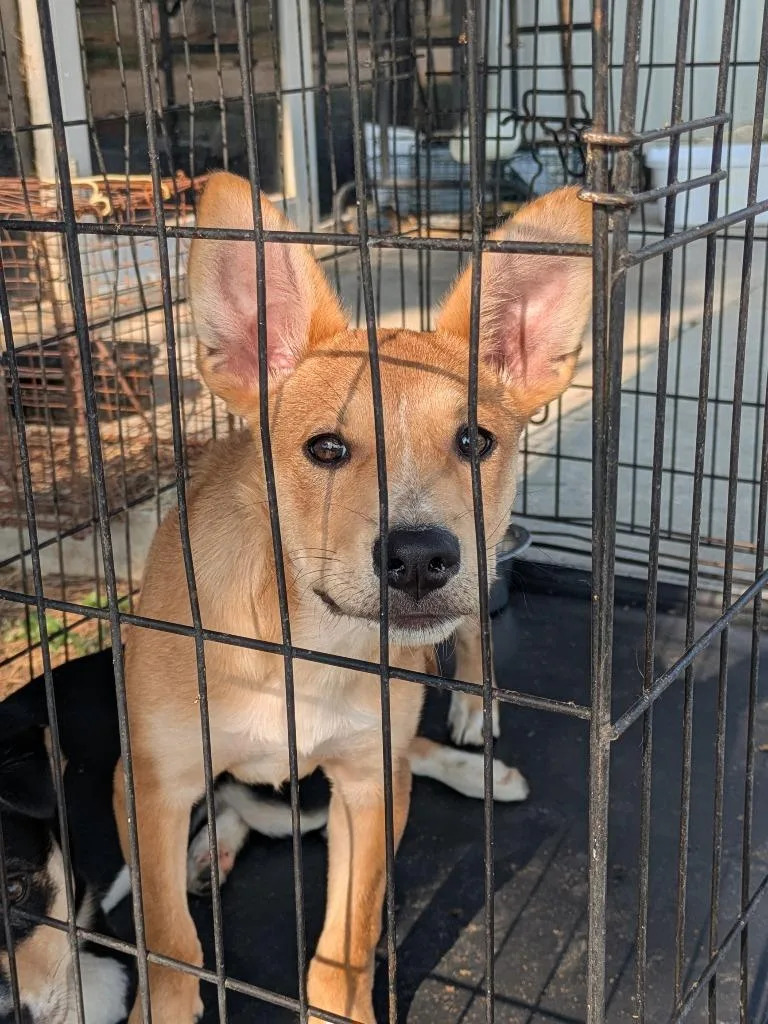 A baby medium-sized female Cattle Dog dog named Cynthia for adoption in Brownwood, TX