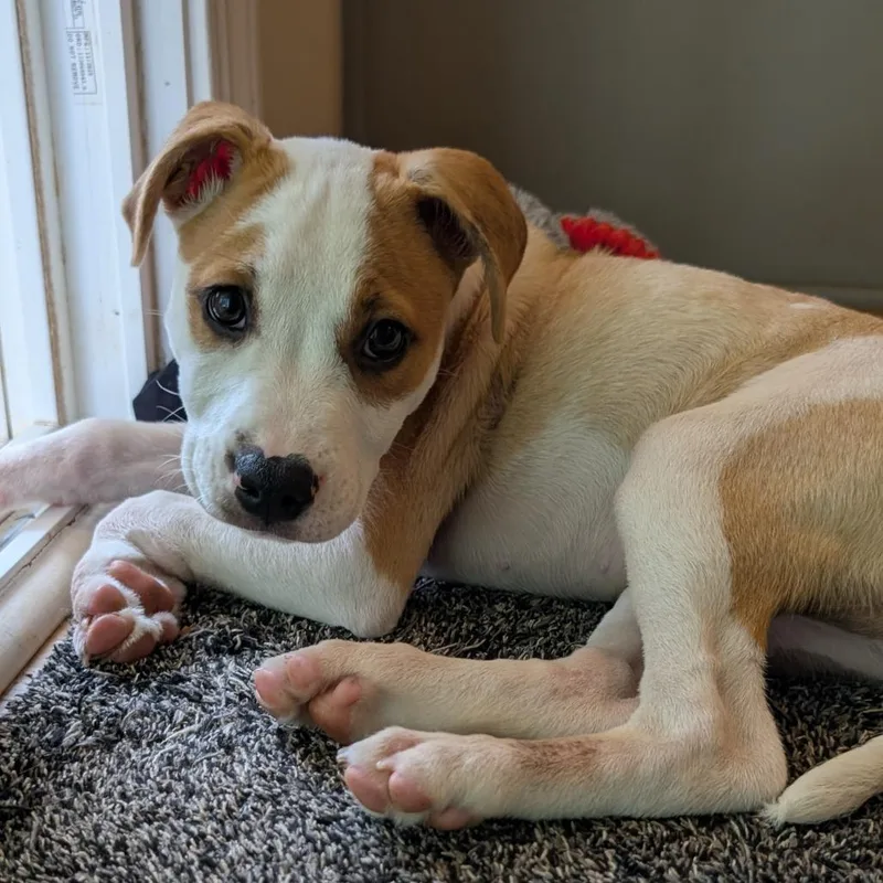 A baby medium-sized female White / Cream Mixed Breed dog named Stegosaurus for adoption in Durham, NC