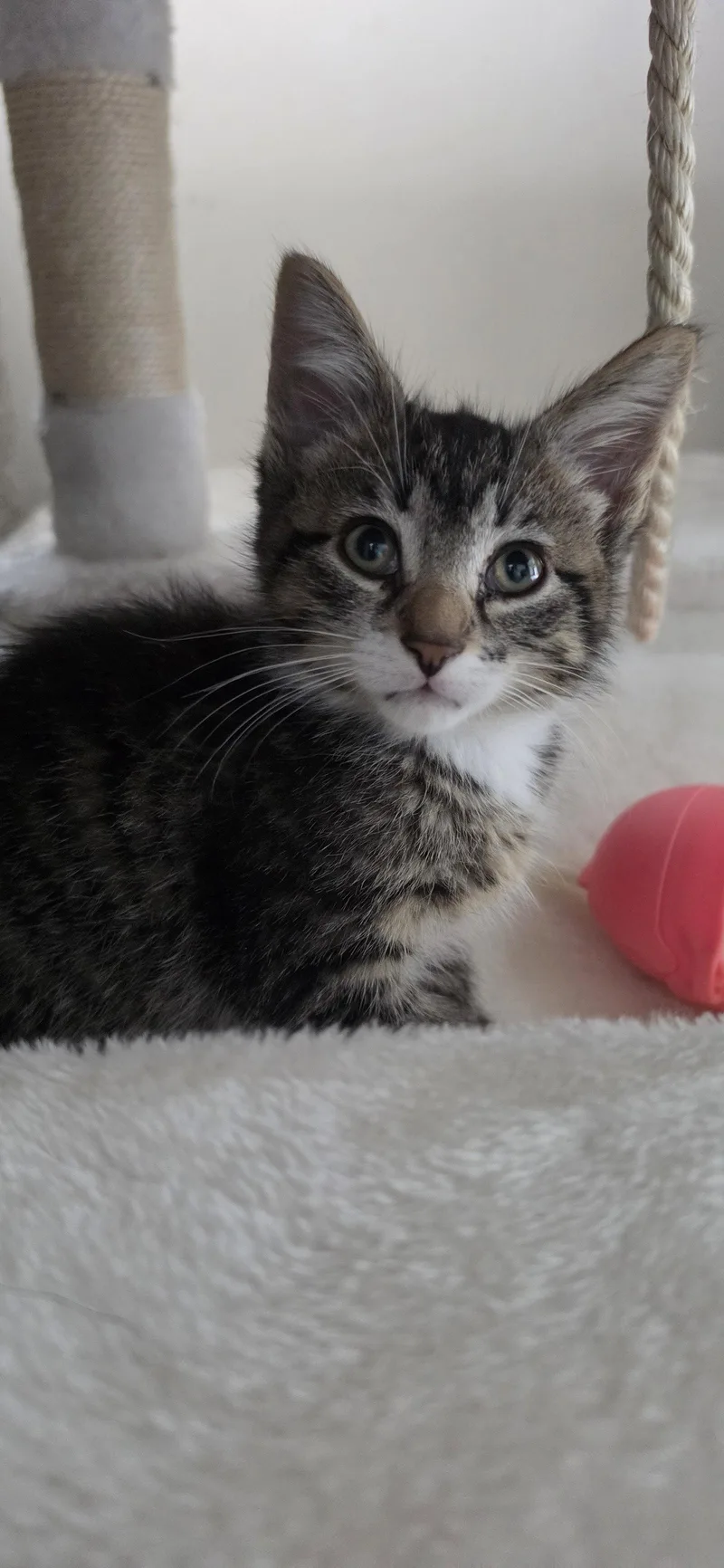 A baby medium-sized male Domestic Short Hair cat named Rocky for adoption in Hanover, PA