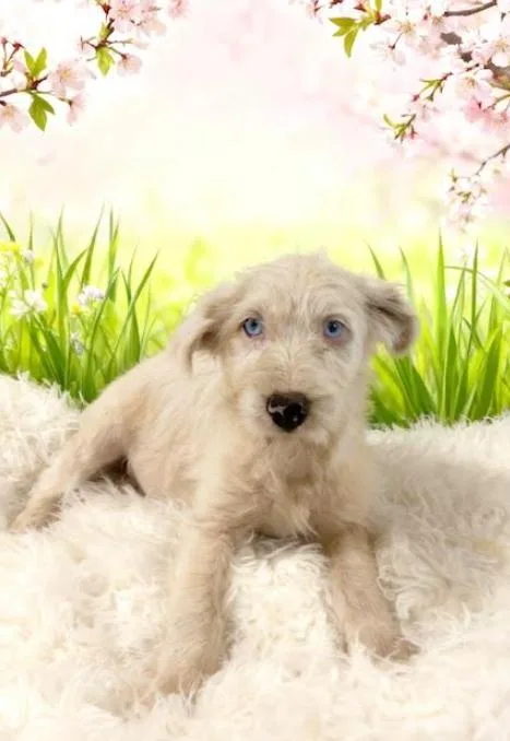 A baby small-sized male Yellow / Tan / Blond / Fawn Schnauzer dog named Ducati for adoption in Tehachapi, CA