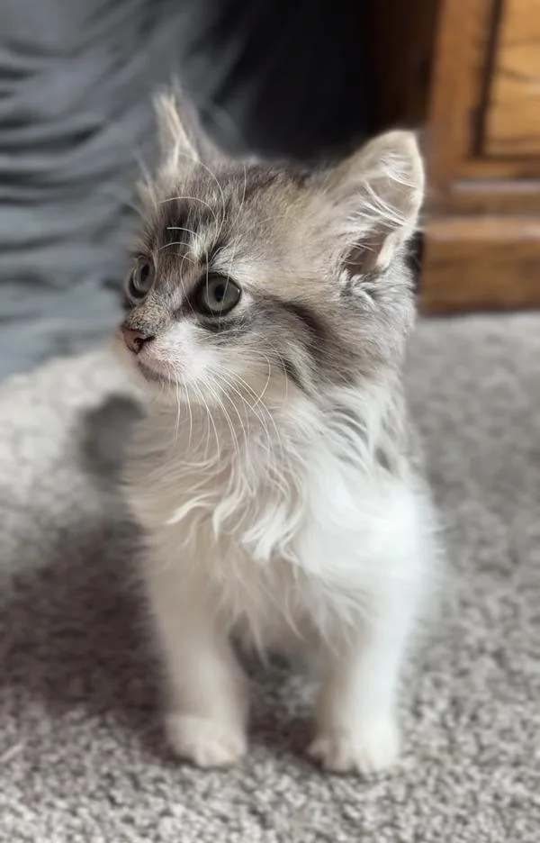 A baby small-sized female Domestic Long Hair cat named Eva for adoption in Vancouver, WA
