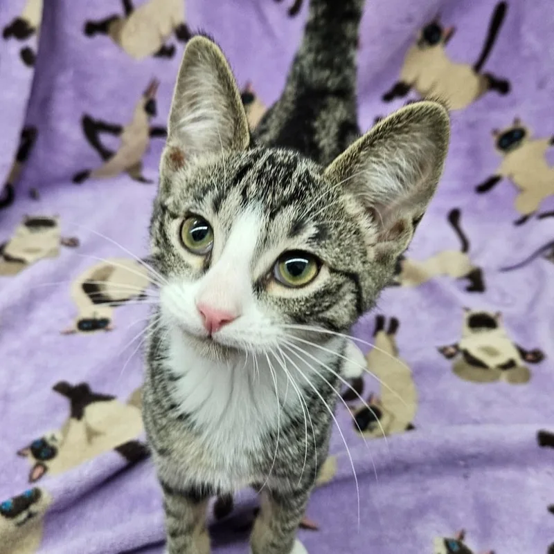 A baby medium-sized female Tabby (Brown / Chocolate) Domestic Short Hair cat named Sushi for adoption in Antioch, IL