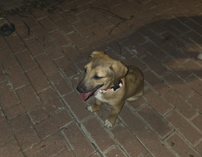 Pumba