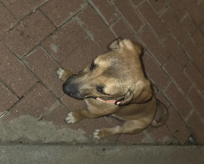 Pumba thumbnail 3