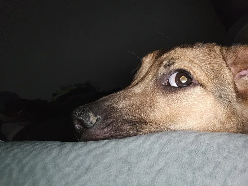 Pumba thumbnail 6