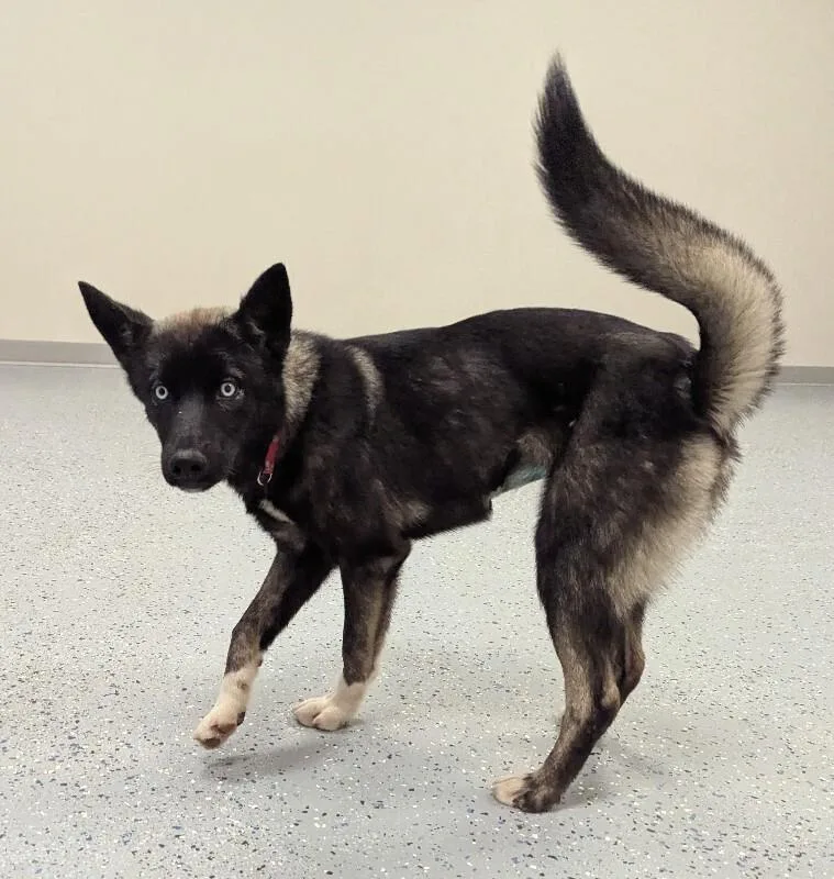 A young medium-sized female Husky dog named Mila for adoption in Yankton, SD