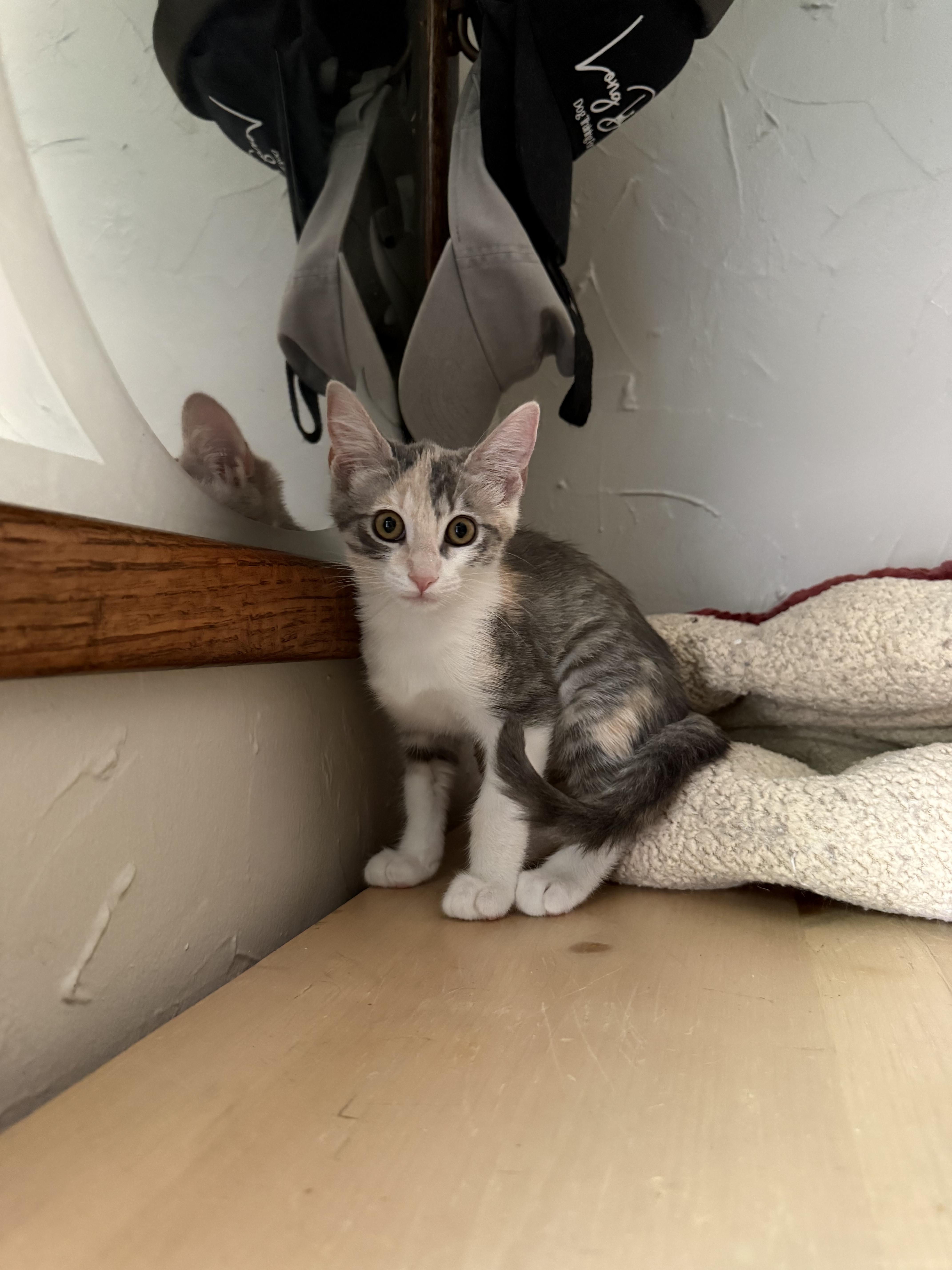 A baby medium-sized female Dilute Calico Domestic Short Hair cat named Sedona for adoption in Fresno, CA