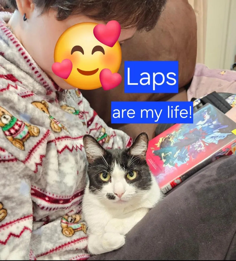 Princess Sophielap Cat! thumbnail 2