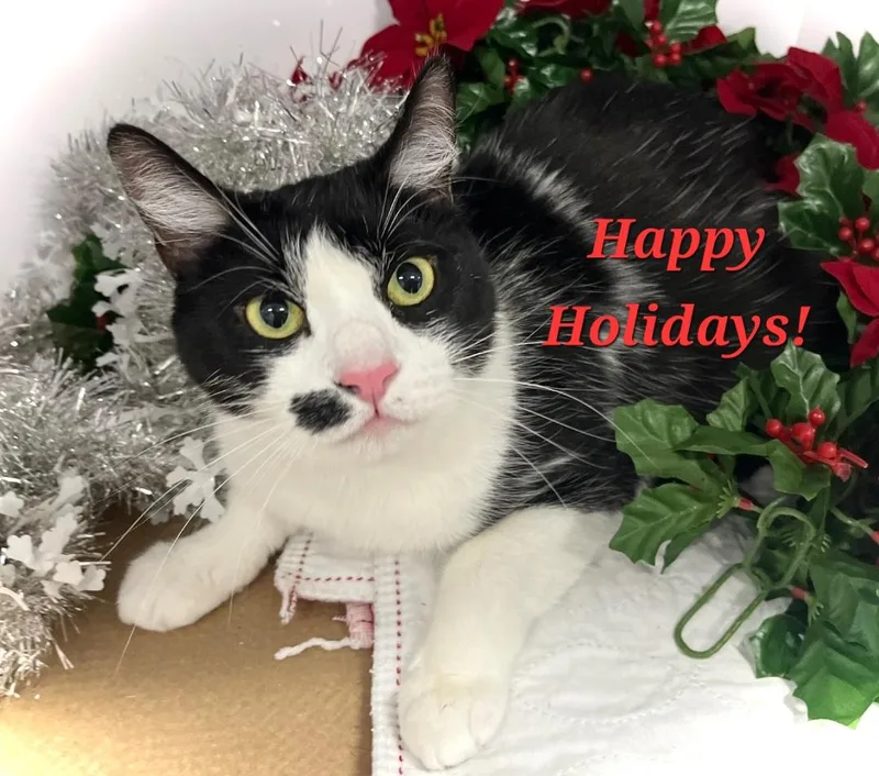 Princess Sophielap Cat! thumbnail 3