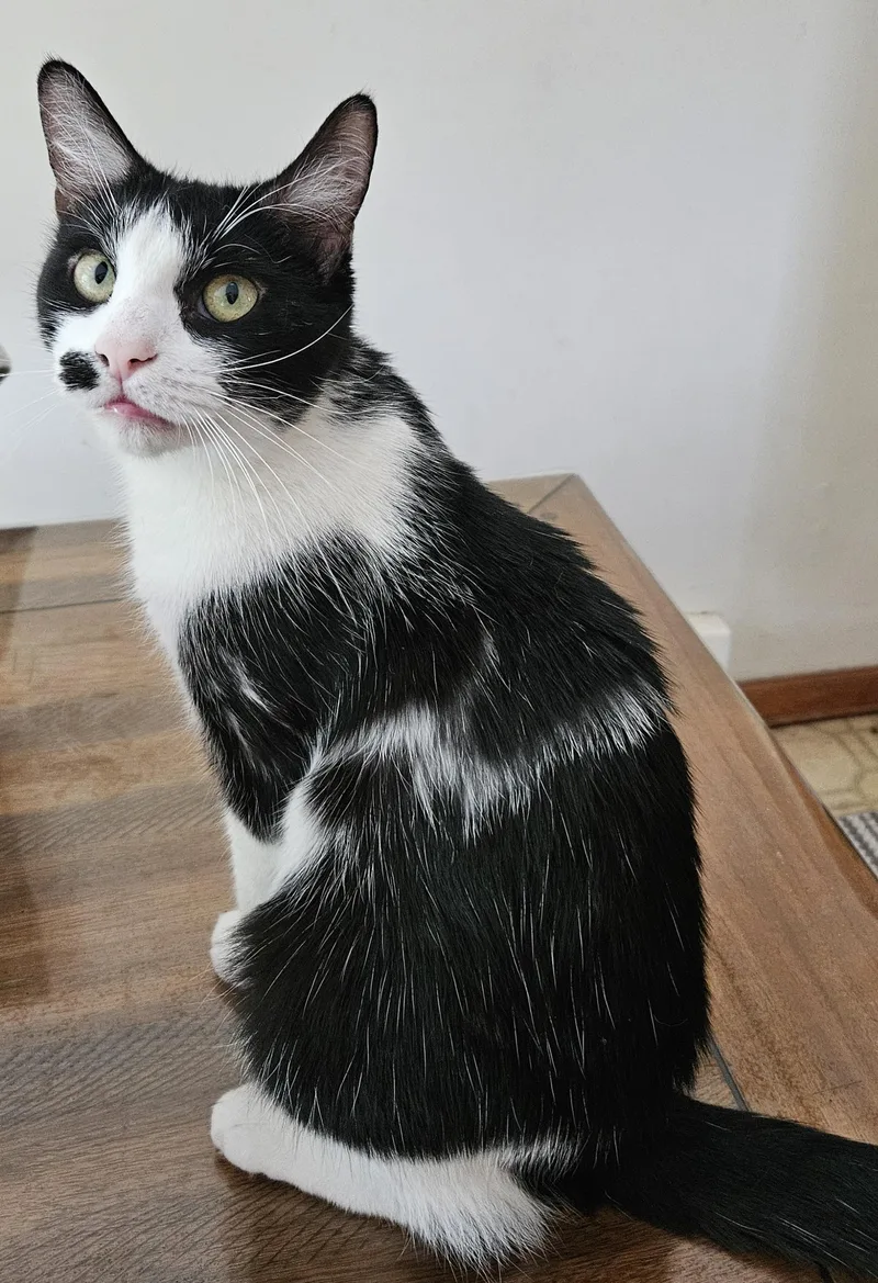 Princess Sophielap Cat! thumbnail 4