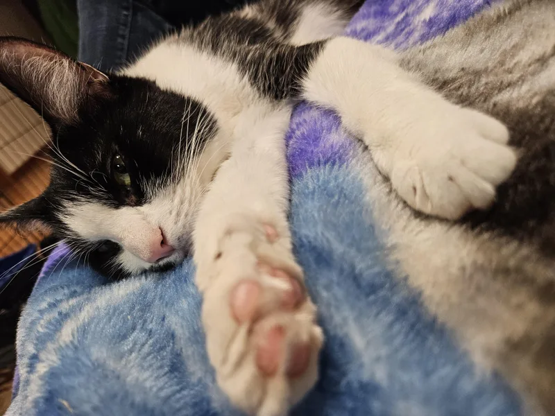 Princess Sophielap Cat! thumbnail 5