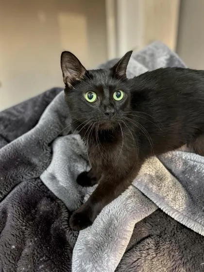 An adult medium-sized female Domestic Short Hair cat named Kuma for adoption in Cumberland, MD