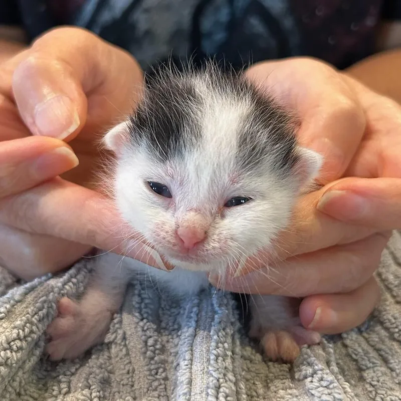 A baby small-sized female White Domestic Short Hair cat named Eve for adoption in Houston, TX