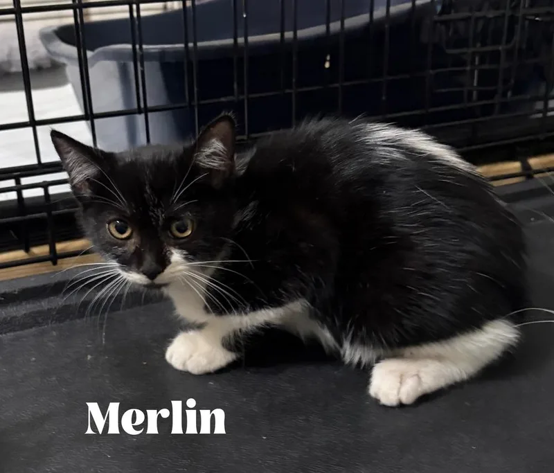 A baby small-sized male Domestic Short Hair cat named Merlin for adoption in Orlando, FL