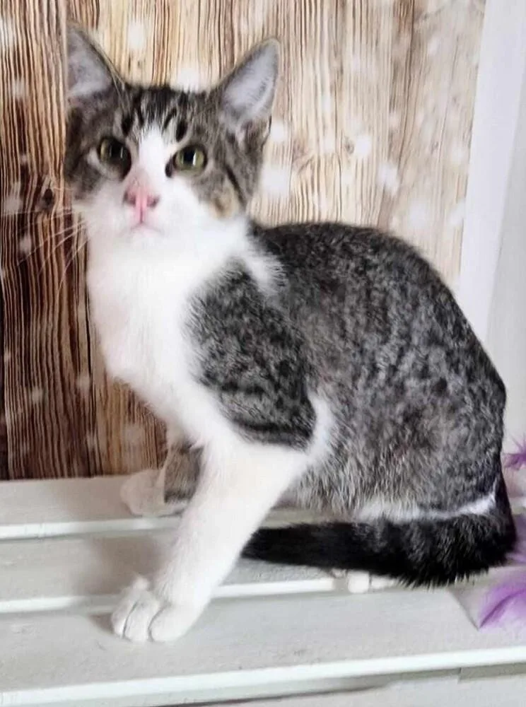 An adult medium-sized male Domestic Short Hair cat named Jean for adoption in Anoka, MN