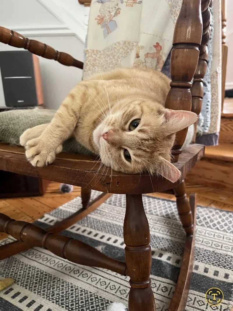 An adult medium-sized female Tabby (Orange / Red) Domestic Short Hair cat named Nala for adoption in Philadelphia, PA