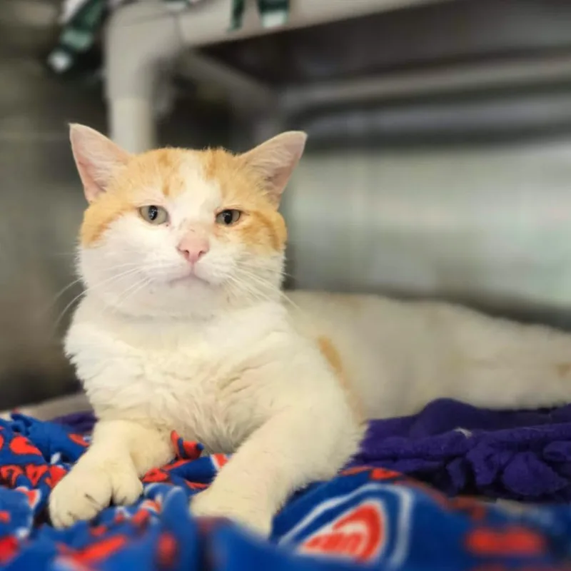 An adult large-sized male Orange / Red Domestic Short Hair cat named Mac Cheese for adoption in Hinsdale, IL