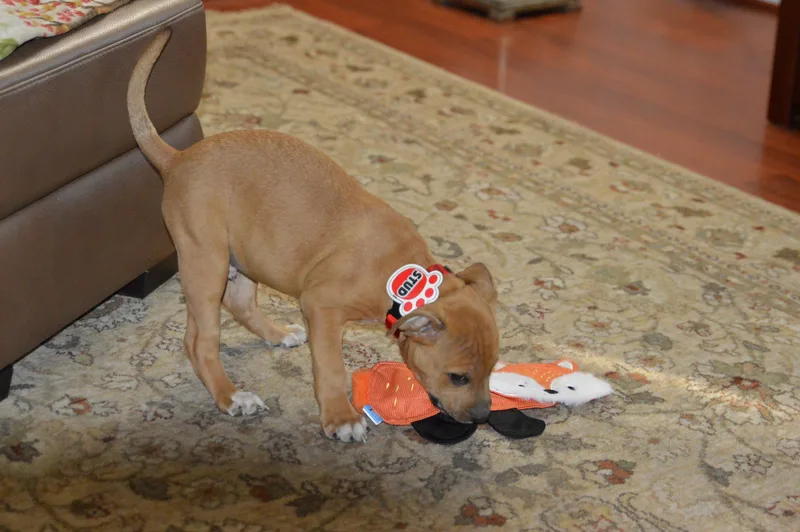 Clifford thumbnail 2