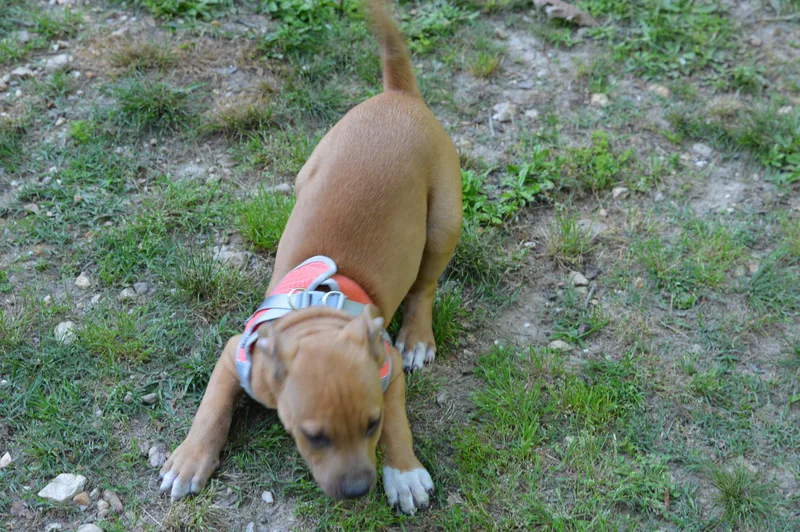 Clifford thumbnail 4