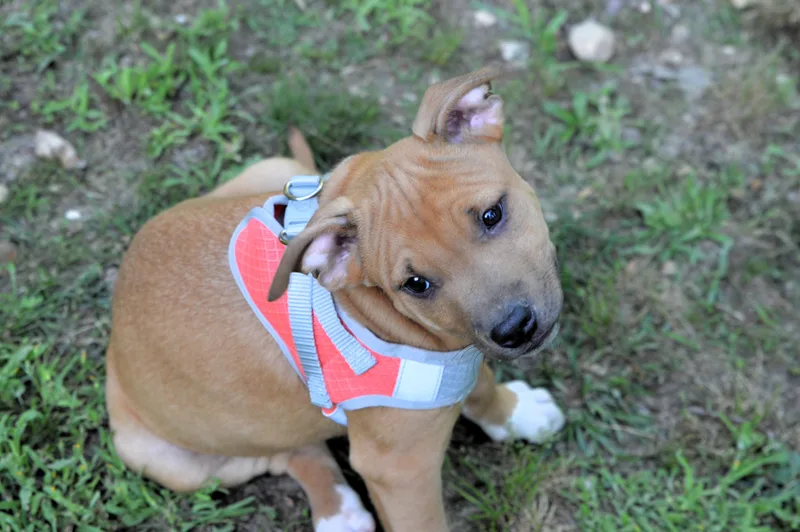 Clifford thumbnail 5