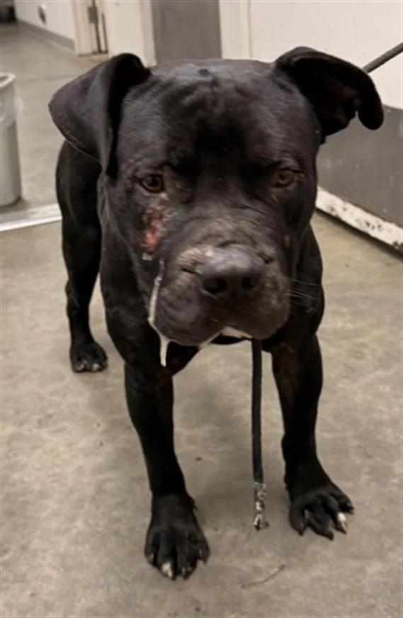 An adult large-sized male American Bulldog dog named Reggie for adoption in Los Angeles, CA