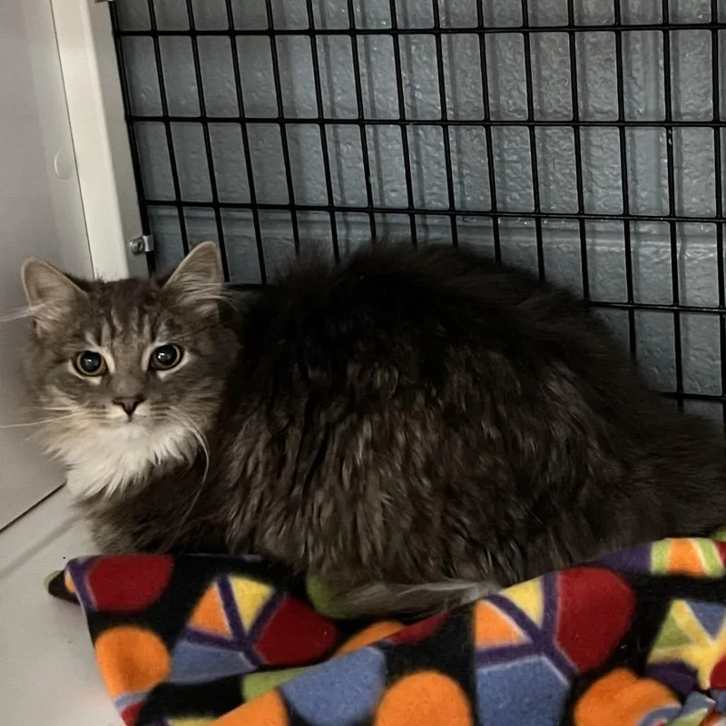 A young medium-sized female Gray / Blue / Silver Domestic Long Hair cat named Juniper for adoption in Ruckersville, VA