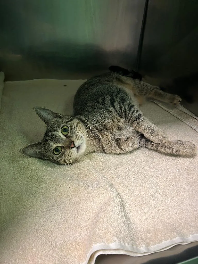 An adult medium-sized female Domestic Short Hair cat named Purrscilla for adoption in Olean, NY