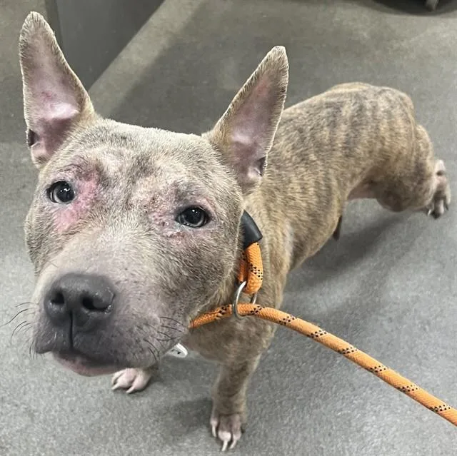 A young medium-sized female Pit Bull Terrier dog named Dutchess for adoption in Upper Marlboro, MD