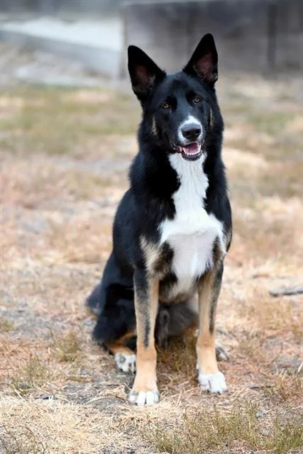 A young large-sized male German Shepherd Dog dog named Rio for adoption in Santa Cruz, CA