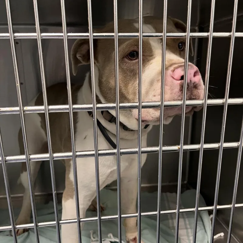 An adult medium-sized male Apricot / Beige Mixed Breed dog named Ingles for adoption in Greensboro, NC