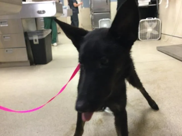 An adult medium-sized female German Shepherd Dog dog named Betty Mae for adoption in Riverside, CA