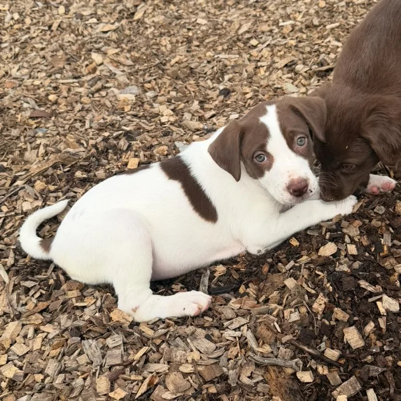 A baby small-sized female Brown / Chocolate Mixed Breed dog named Microwave for adoption in Wappingers Falls, NY