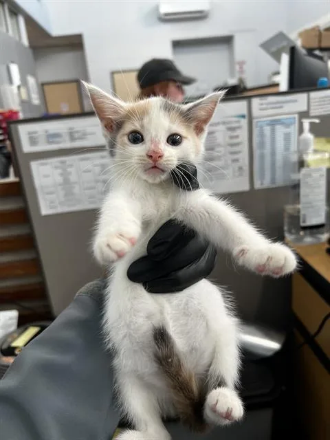 A baby medium-sized female Domestic Medium Hair cat named Pumpkin for adoption in Dallas, TX