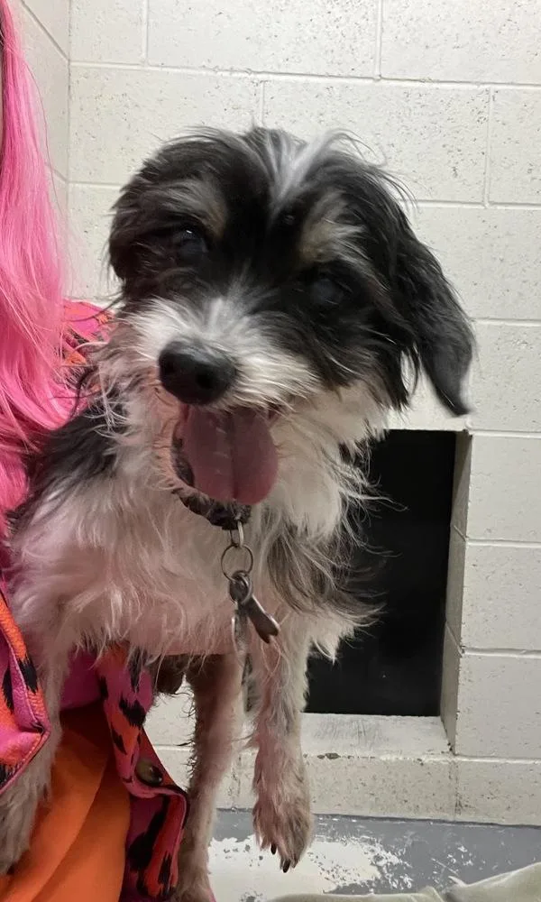 A senior small-sized male Mixed Breed dog named Ziggy for adoption in Vancouver, WA