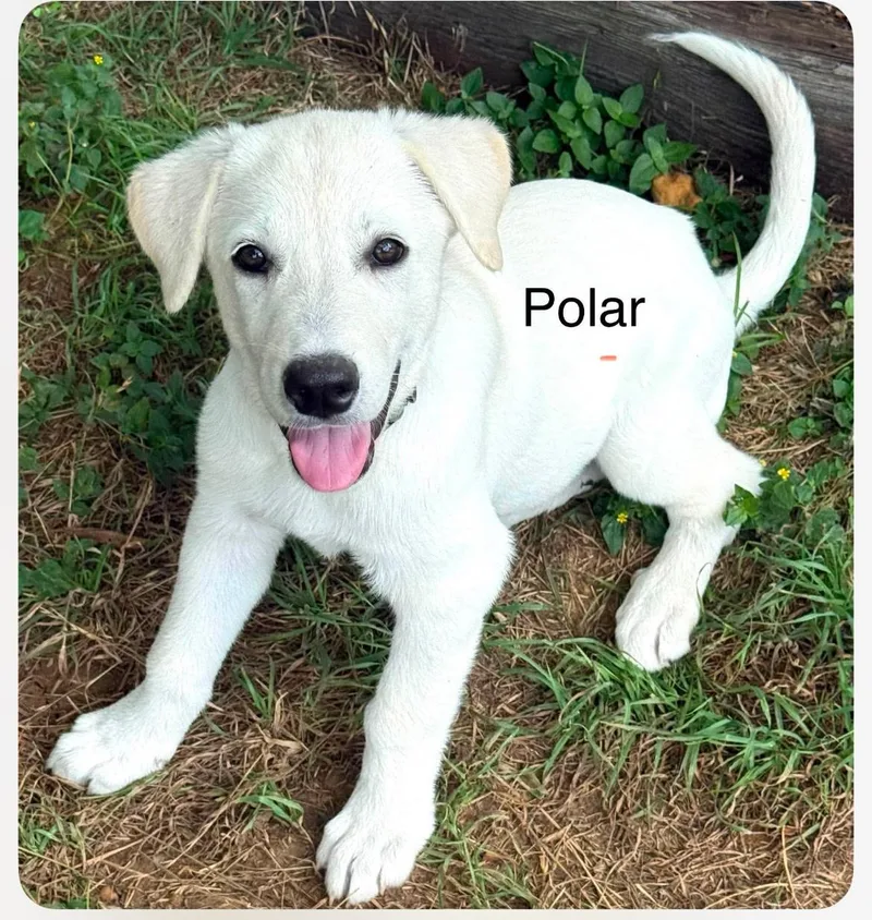 Polar Cs