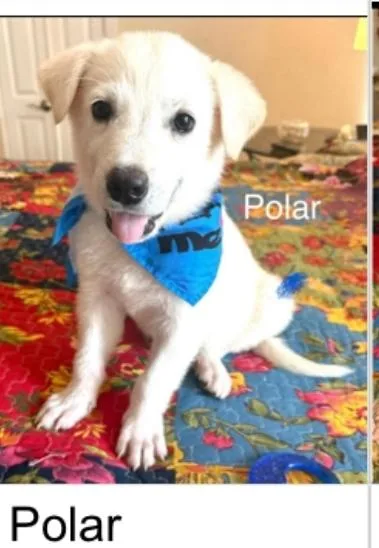Polar Cs thumbnail 2