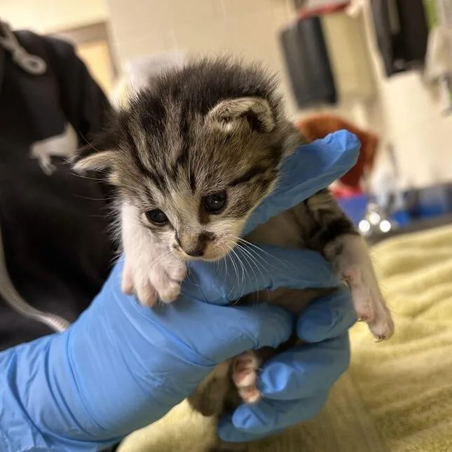 A baby small-sized male Black Domestic Short Hair cat named Cardinal for adoption in Asheville, NC