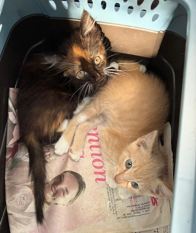 A baby small-sized female Domestic Long Hair cat named Bingo for adoption in Wilmington, NC