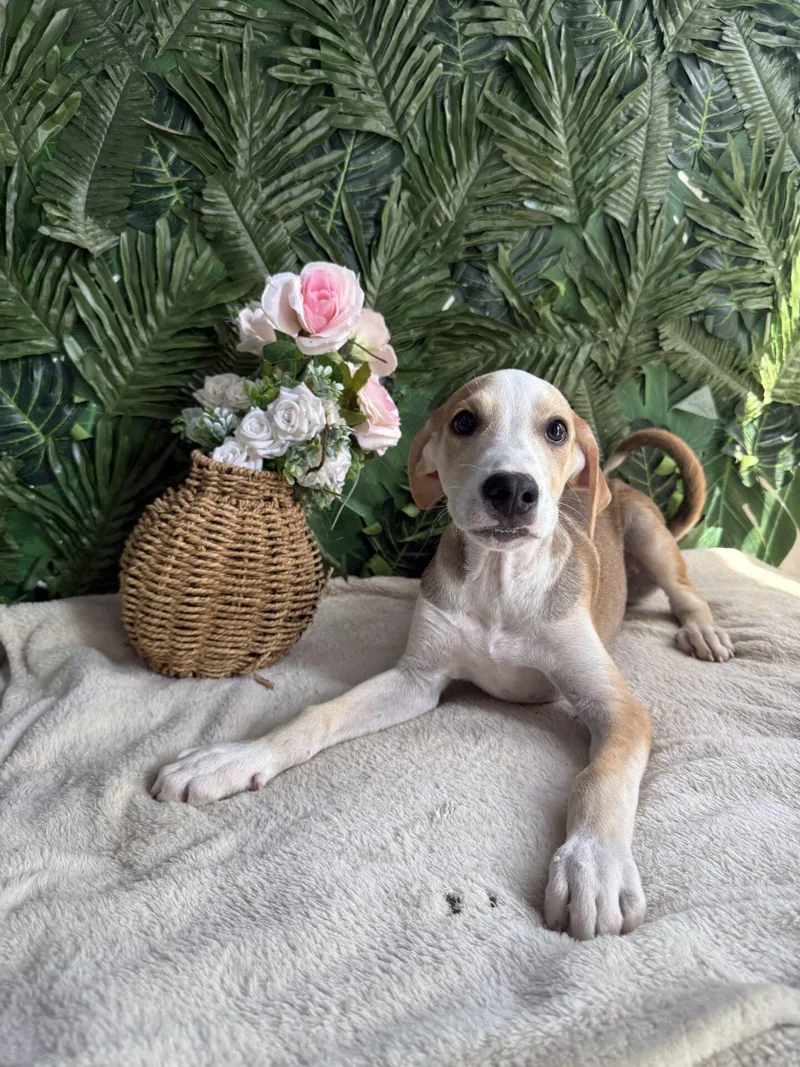 A baby medium-sized male White / Cream Mixed Breed dog named Shaggy for adoption in Richmond, VA