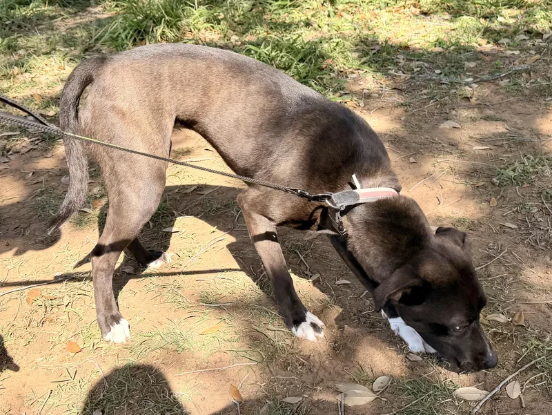 An adult medium-sized female Black Whippet dog named Clover for adoption in San Antonio, TX