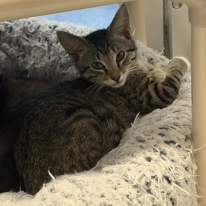 A baby medium-sized male Tabby (Brown / Chocolate) Domestic Short Hair cat named Whispy for adoption in Charleston, SC